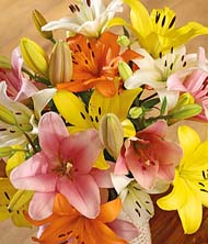 Luxury Lilies